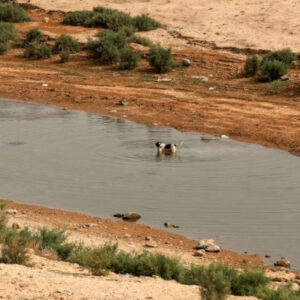B8D5FB70-48F2-4D22-81EE-C3713E02C20E بسبب الجفاف وسدود إيران.. ديالى مهددة بفقدان أراضيها الزراعية بالكامل