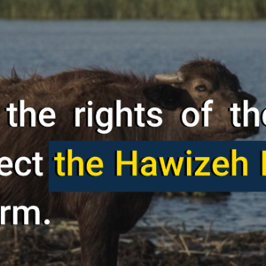 Urgent Public Statement Regarding the Latest Developments in the Hawizeh Marshes 